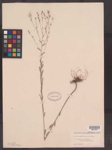 Linum medium