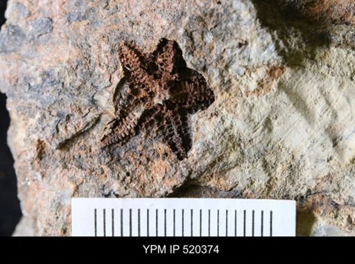 undet. Asteroidea