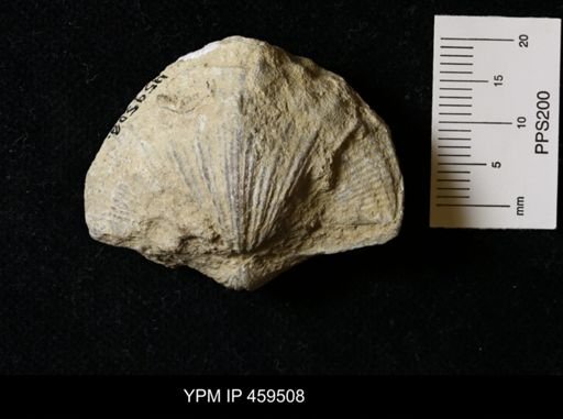 Neospirifer kansasensis