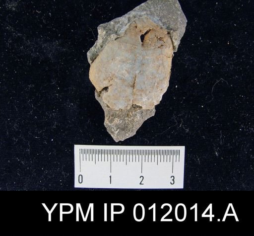 Lyttonia nobilis americanus