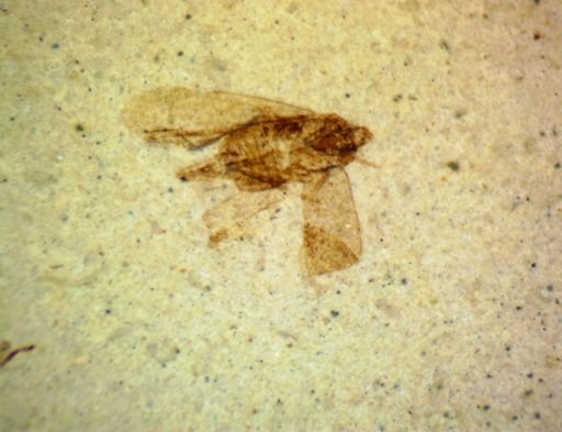 undet. Hemiptera
