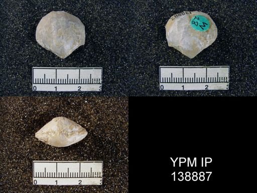 Athyris capillata