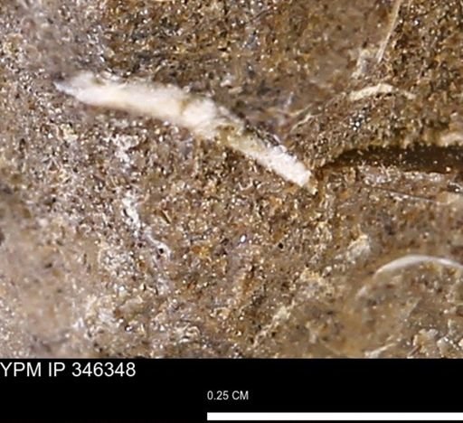 undet. Bivalvia