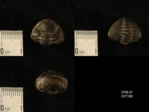 Phacops sp.