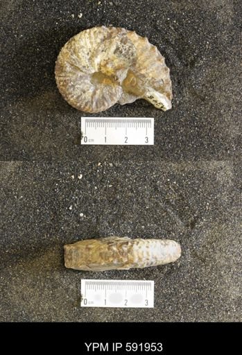 Jeletzkytes nebrascensis