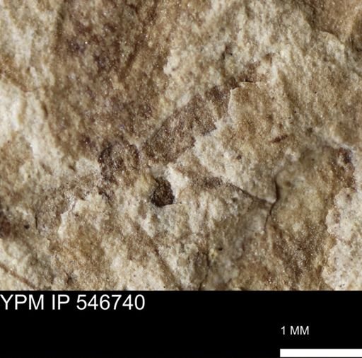 undet. Insecta