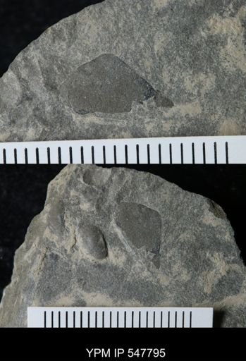 undet. Eurypterida