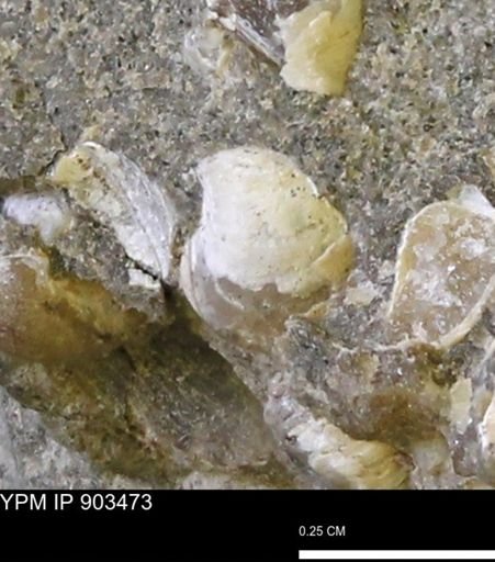 Corbulamella sp.
