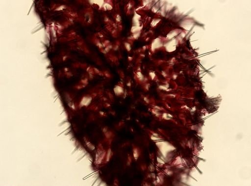 Clathria juniperina