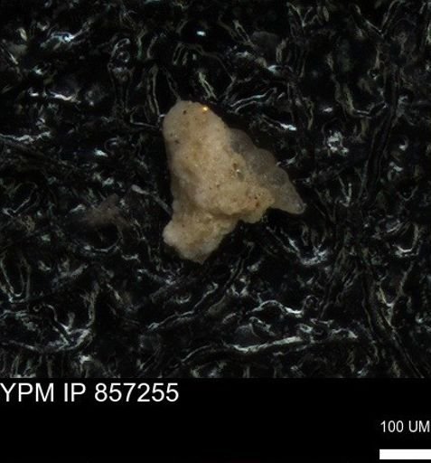 undet. Heterohelicidae