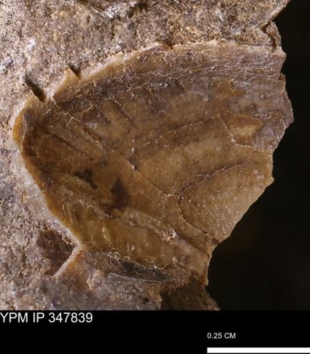 undet. Bivalvia