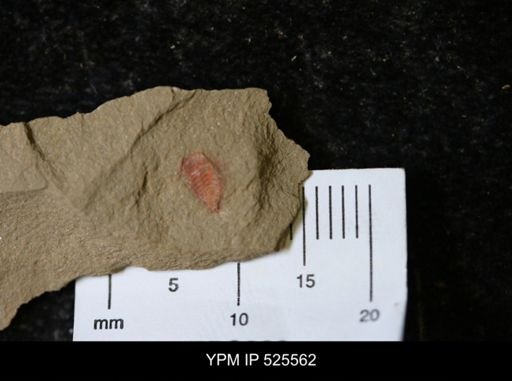 undet. Synziphosurina