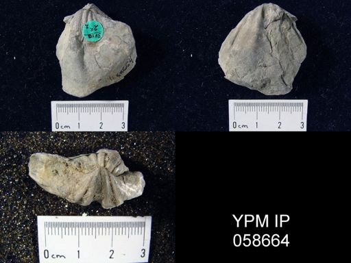 Eospirifer macropleura
