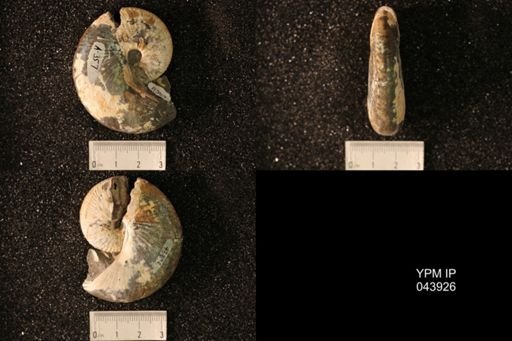 Hoploscaphites nicolletii