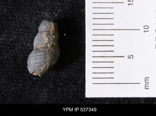Goniobasis ortmanni