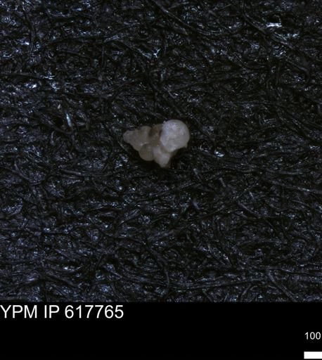undet. Heterohelicidae