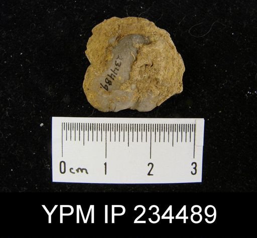 Marginifera splendens
