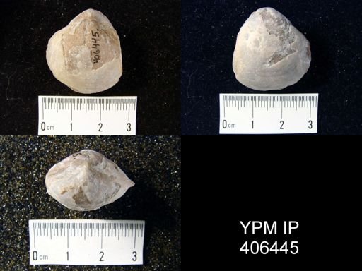 Meristella lata