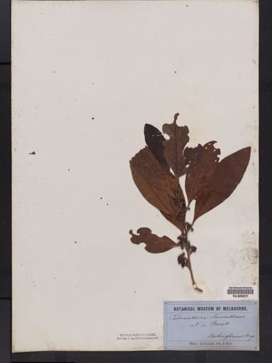 Litsea