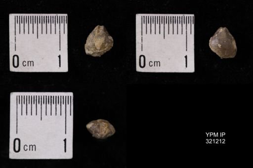 Dielasma turgida