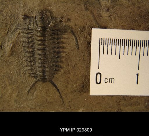 Ceraurus pleurexanthemus