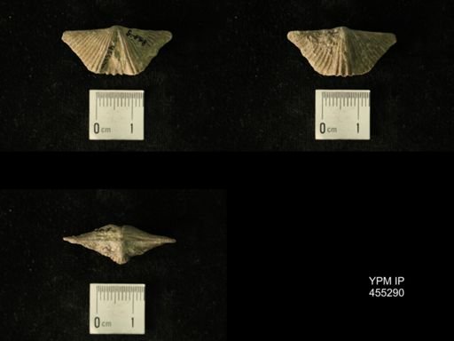 Platystrophia acutilirata prolongata