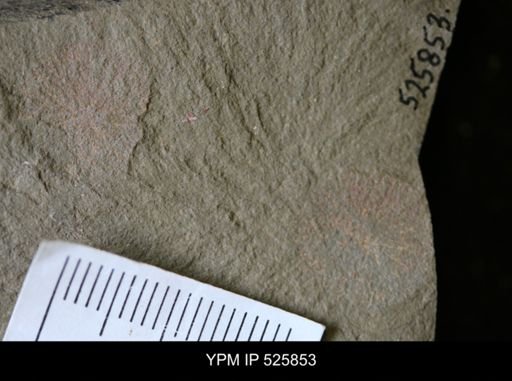 undet. Porifera