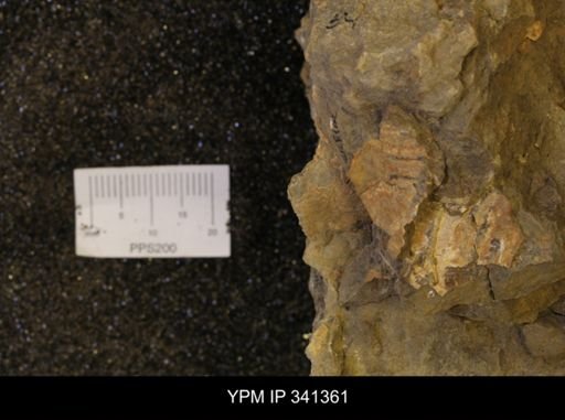 Inoceramus sp.
