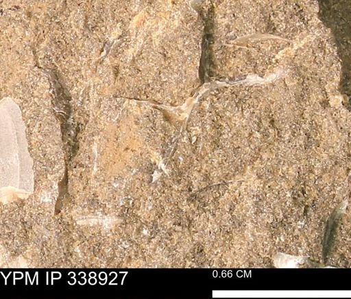 undet. Bivalvia