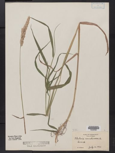 Phalaris arundinacea