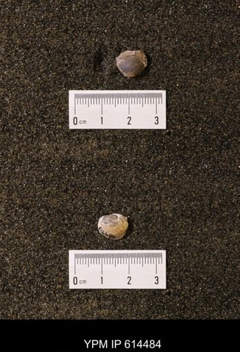Limopsis striatopunctatus