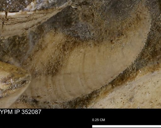 undet. Bivalvia