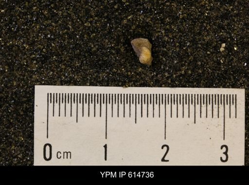 Euspira sp.