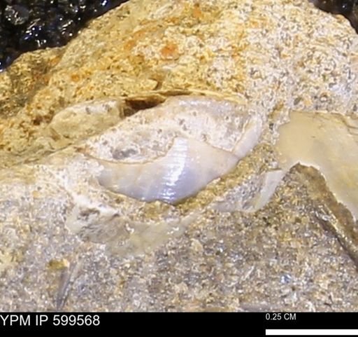 Protocardia subquadrata