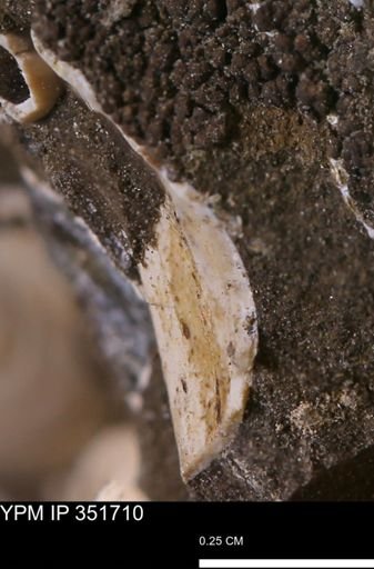 undet. Bivalvia
