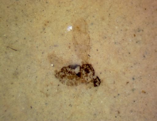 undet. Diptera
