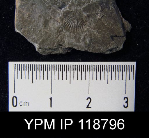 Camarotoechia rossbrookensis