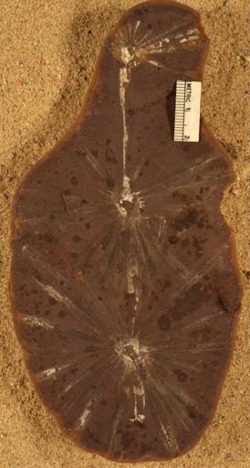 Annularia