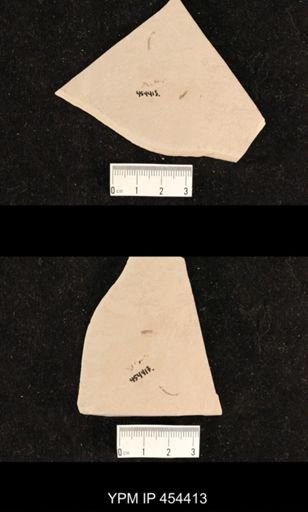 undet. Diptera