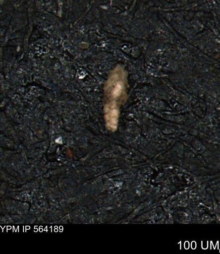 Verneuilina canadensis