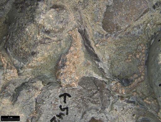 Aplocoma damesii