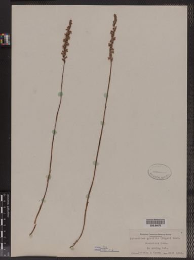 Spiranthes gracilis