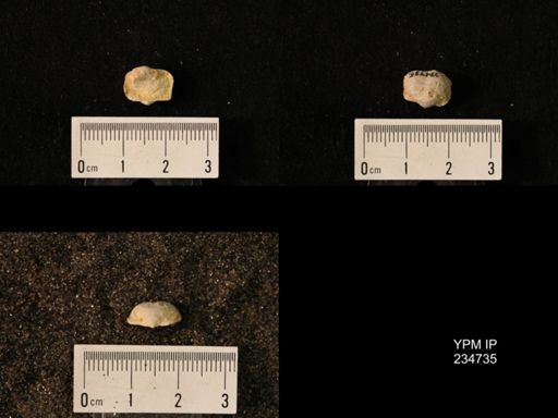 Marginifera splendens