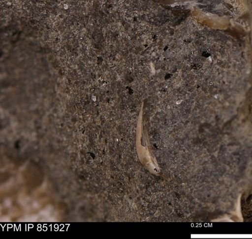Bivalvia