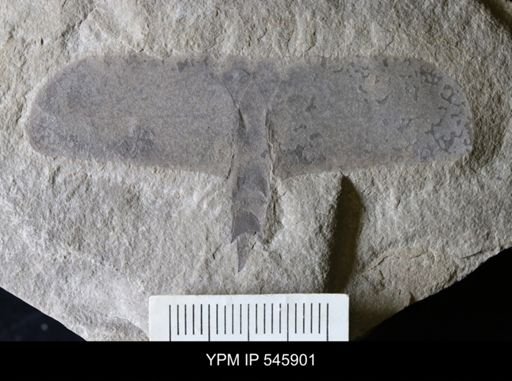 Eurypterus sp.
