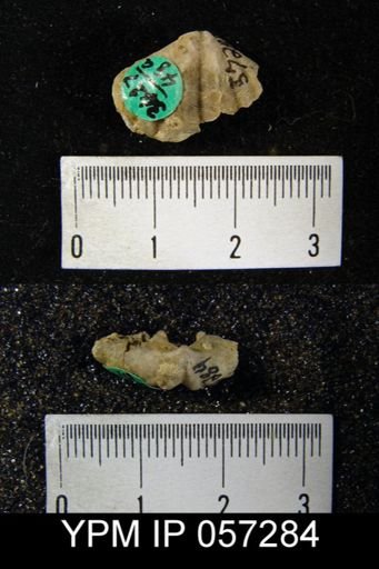 Delthyris octocostata