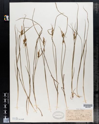 Carex flava