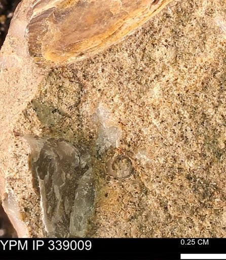 undet. Mollusca