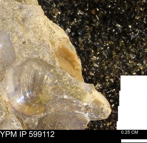 undet. Bryozoa