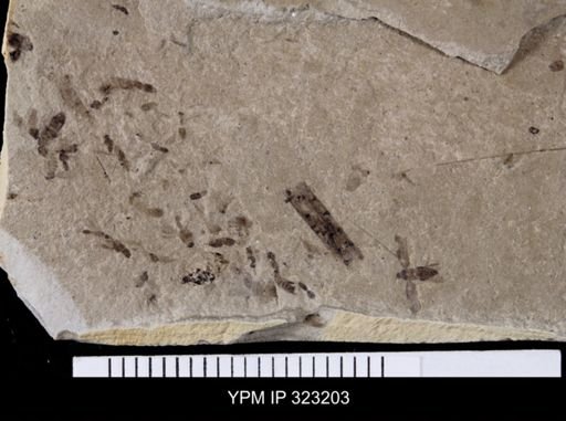 undet. Hymenoptera